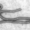 О заболеваемости лихорадкой Эбола и мерах профилактики